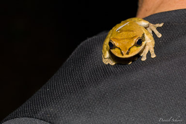Grenouille d'arbre masquée - Masked Tree Frog - Smilisca phaeota
  