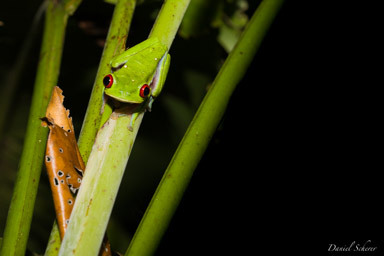 Agalychnis callidryas  -
Rainette aux yeux rouges  