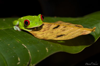 Agalychnis callidryas  -
Rainette aux yeux rouges  