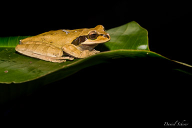 Grenouille d'arbre masquée - Masked Tree Frog - Smilisca phaeota
  