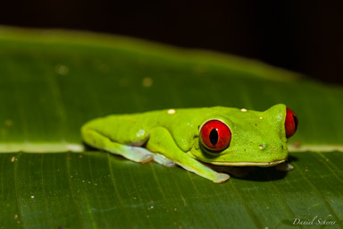 Agalychnis callidryas  -
Rainette aux yeux rouges  