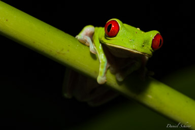 Agalychnis callidryas  -
Rainette aux yeux rouges  