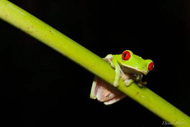 Agalychnis callidryas  -
Rainette aux yeux rouges  