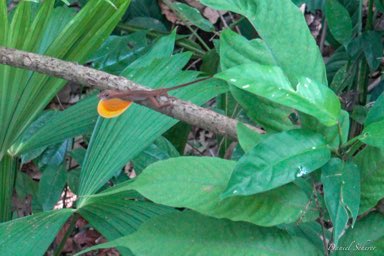 Anole  