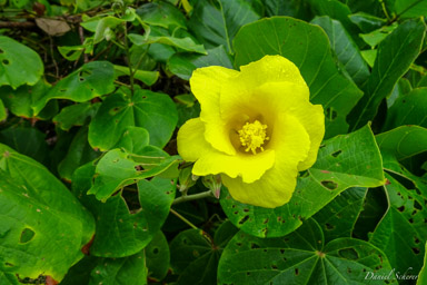 Hibiscus de plage  