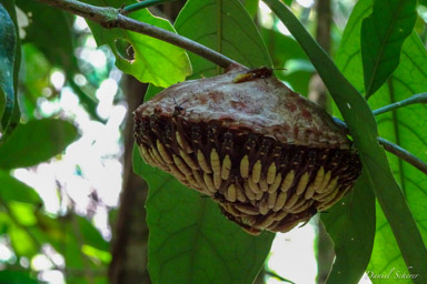 Nid de guêpes  