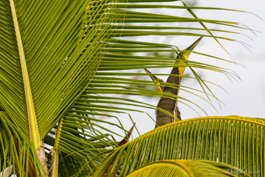 Onoré du Mexique - Bare-throated Tiger Heron  