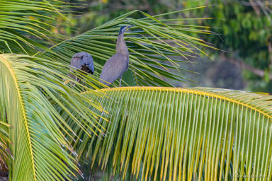 Onoré du Mexique - Bare-throated Tiger Heron  