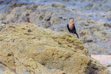 Quiscale à longue queue ♀- Quiscalus mexicanus
Great-tailed Grackle  