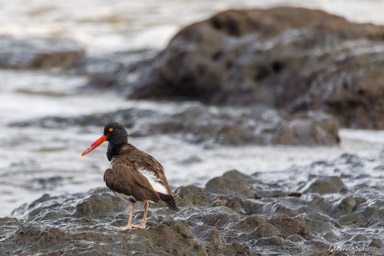 Huîtrier d'Amérique - American Oystercatcher  