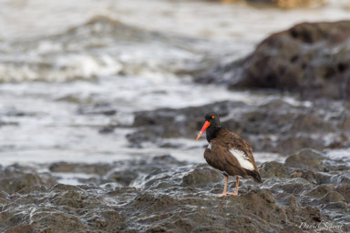 Huîtrier d'Amérique - American Oystercatcher  