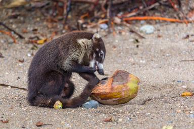 Coati à nez blanc  