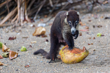 Coati à nez blanc  