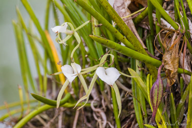 orchidée sauvage  