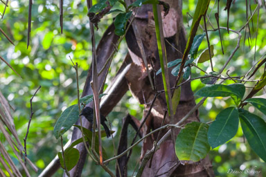 Batara capucin -
Black-hooded Antshrike  