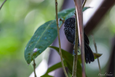 Batara capucin -
Black-hooded Antshrike  
