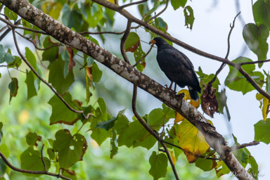 Buse noire - Common Black Hawk  