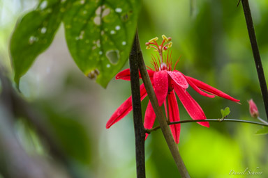 Passiflora vitifolia  