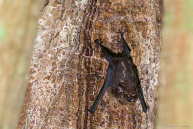 chauve souris - rhynchonycteris du bresil - Long-nosed Bat  