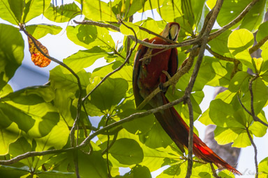 Ara rouge
Ara macao - Scarlet Macaw  