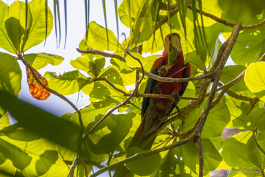 Ara rouge
Ara macao - Scarlet Macaw  