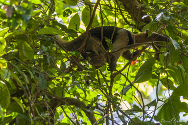 Fourmilier - Anteater- Tamandua Mexicain  