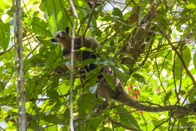 Fourmilier - Anteater- Tamandua Mexicain  