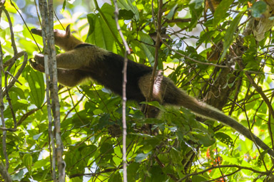 Fourmilier - Anteater- Tamandua Mexicain  