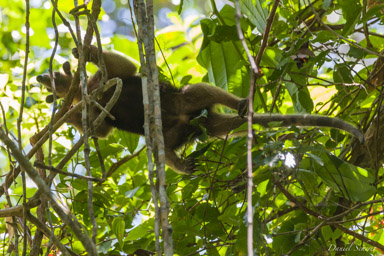 Fourmilier - Anteater- Tamandua Mexicain  