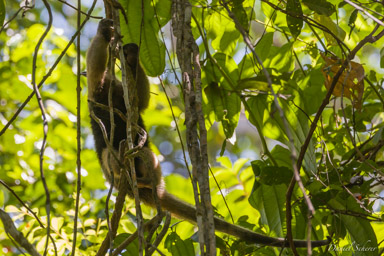 Fourmilier - Anteater- Tamandua Mexicain  