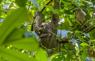 Paresseux - sloth  