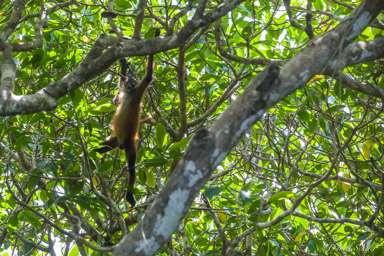Singe araignée - Atèle de Geoffroy -Spider Monkey  
