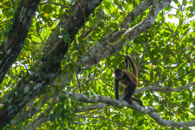 Singe araignée - Atèles de Geoffroy -Spider Monkey  