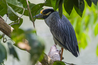 Bihoreau violacé
- Yellow-crowned Night Heron
  