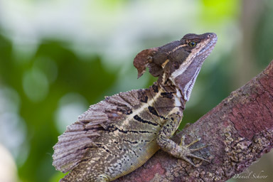 Basilic commun  