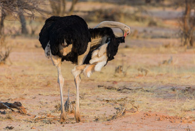 Autruche / Common ostrich  