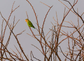 Inséparable / lovebird  