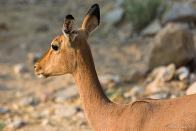 impala  