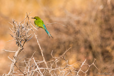 Guêpier à queue d'aronde / Swallow-tailed Bee-eater  