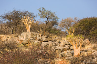 arbre à beurre / Cobas tree  