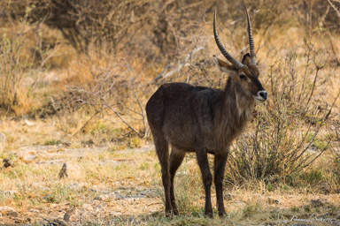 cobe à croissant / waterbuck  