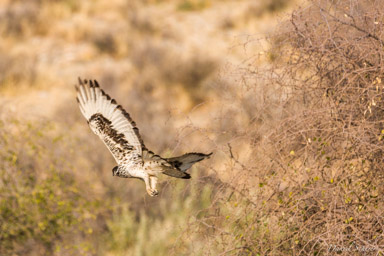 aigle de Bonelli / Bonelli's Eagle  