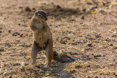 écureuil terrestre / ground squirrel  