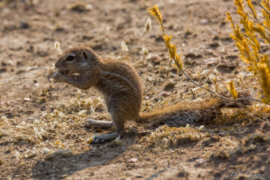 écureuil terrestre / ground squirrel  