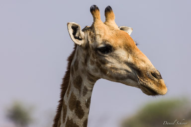 firafe / giraffe  