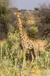 girafe / giraffe  