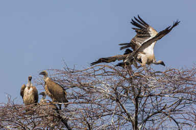vautour / vulture  