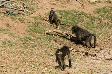 babouin / baboon  