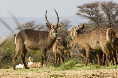 cobe à croissant / waterbuck  