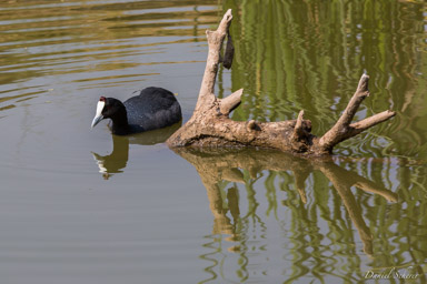 Foulque caronculée- Red-knobbed Coot  